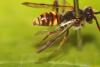Nomada sp.